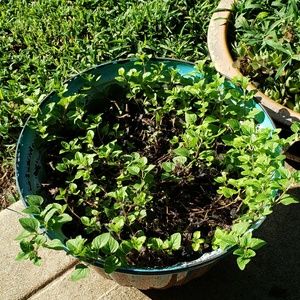 Meet your Posher, Hillary